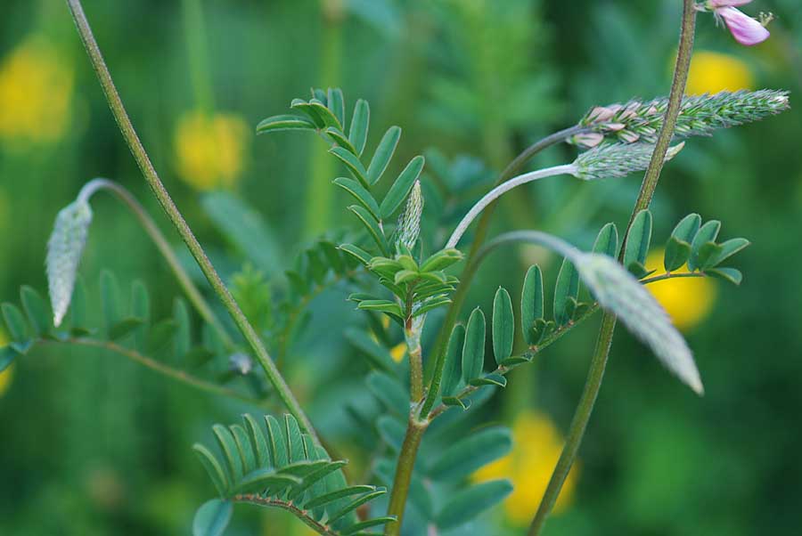 Onobrychis vicifolia / Lupinella comune